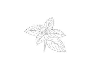 Mint leaves botanical line art illustration. Peppermint herb plant leaf hand drawn vector. Organic herbal ingredient outline drawing. Aromatic kitchen herb botanical sketch. Natural plant foliage mini