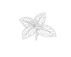 Mint leaves botanical line art illustration. Peppermint herb plant leaf hand drawn vector. Organic herbal ingredient outline drawing. Aromatic kitchen herb botanical sketch. Natural plant foliage mini © Ani