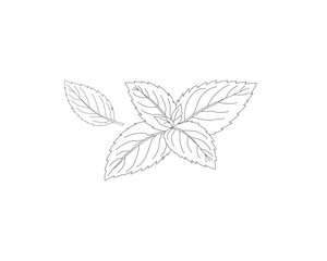 Mint leaves botanical line art illustration. Peppermint herb plant leaf hand drawn vector. Organic herbal ingredient outline drawing. Aromatic kitchen herb botanical sketch. Natural plant foliage mini © Ani