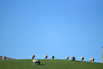 Obraz premium Sheep in fields in Langstrothdale from path near Yockenthwaite in the Yorkshire Dales National Park