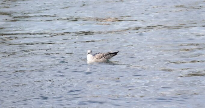 A serene nature video capturing a seagull calmly floating on calm, glassy water during a windless day. The footage follows the bird as it suddenly dives  