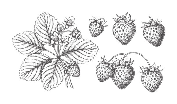 Hand drawn of strawberry plant with leaves flowers and berries