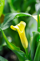 Calla Lily, ARACEAE or Arodes aethiopicum or Arum lily or Calla aethiopica L or Zantedeschia aethiopica or yellow flower