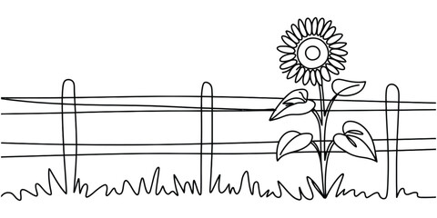 A single sunflower blooming in a rural garden setting next to a simple wooden farm fence line © Monibala