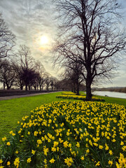 Obraz premium Beautiful Daffodils growing in early spring 2026 near the river Trent in Nottingham, UK.