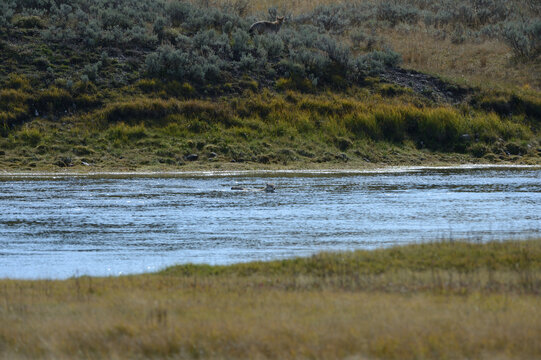 coyote swimming 