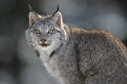 portrait of a lynx