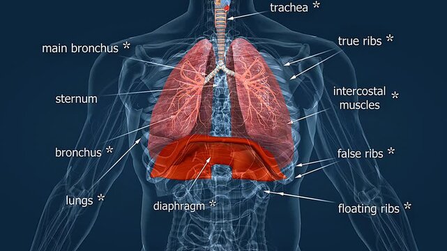 3D animation showing diaphragm breathing process with lung expansion and air movement clearly.