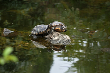 Fototapeta premium Red-eared slider turtles (Trachemys scripta) basking on a rock