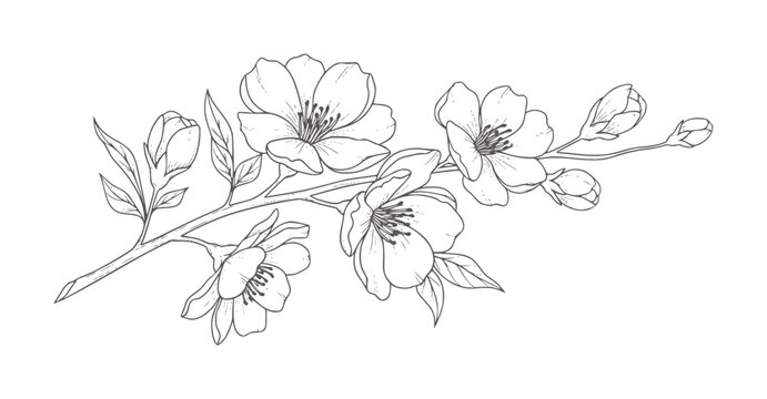 Delicate line cherry blossom branch with buds and leaves