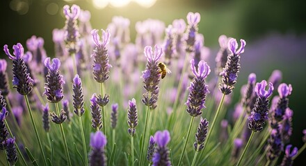 Fototapeta premium A bee diligently collects nectar from a vibrant lavender field bathed in the warm glow of a setting sun.