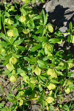 Early green hellebore flowers - Latin name - Helleborus multifidus
