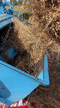Agricultural thresher machine processing harvested chickpea crop in the field