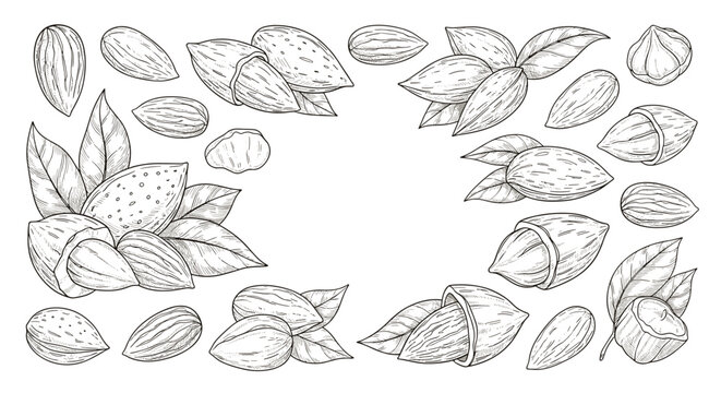 Detailed collection of hand-drawn nut illustrations featuring almonds and pecans in shells, whole kernels, and with green leaves.