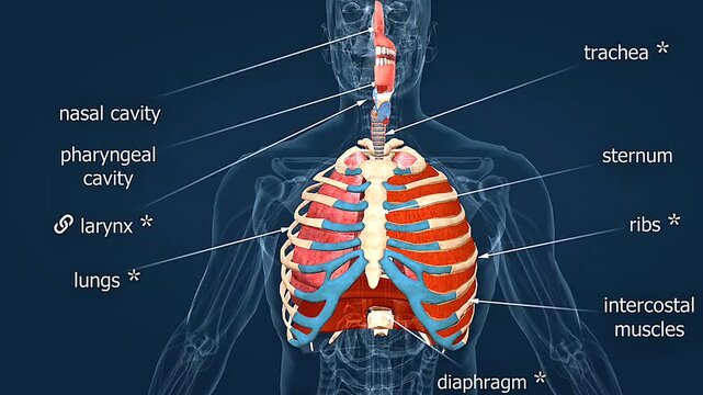 3D animation showing respiratory organs and mechanism of respiration with airflow and gas exchange.