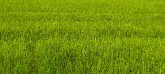 Obraz premium Fresh green rice fields. Food concept.