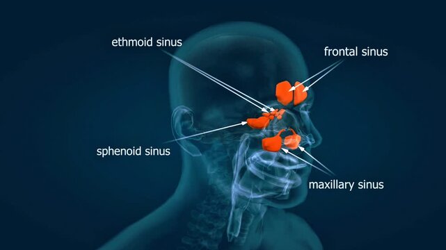 3D animation showing paranasal sinuses, structure, cavities, and anatomical relationships.