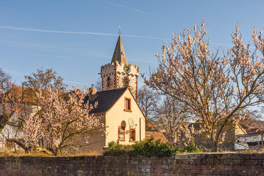 Church and blooming almond trees in Bockenheim along the German Wine Route, Germany