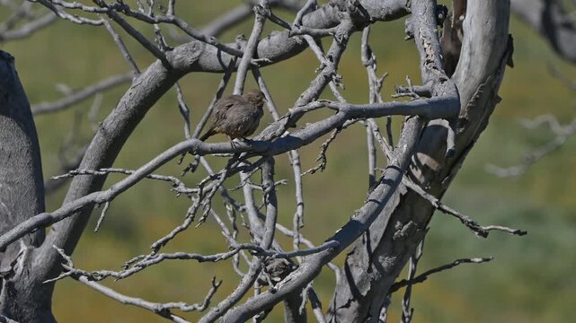 Bushtit bird stretching waking up early morning.
