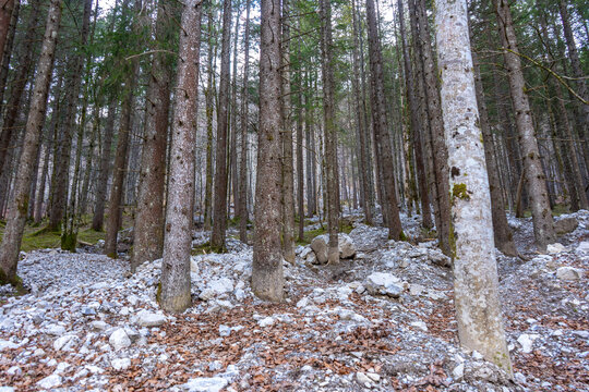 Ger&ouml;ll zwischen den Baumst&auml;mmen eines Nadelwaldes im Gebirge, nat&uuml;rlicher Schutz vor Steinschlag und Steinlawinen.