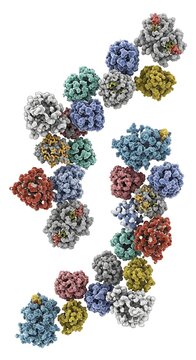 Multiple three dimensional representations of complex biological macromolecules are arranged dynamically on a white background.