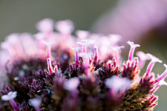 A vibrant macro closeup captures the beauty of pink and purple heather blossoms in a spring garden field, showcasing the colorful flora of nature in full bloom