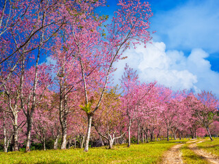 Naklejka premium Beautiful rural scene of Thai tribe village with wild himalayan cherry tree blooming in springtime at Ban Rong Kla, Phu Hin Rong Kla National Park,Thailand..