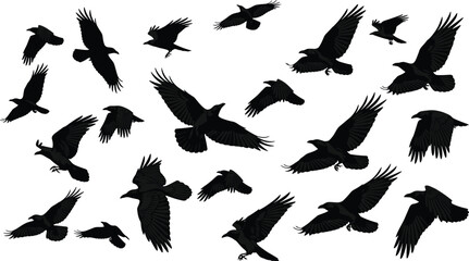 Obraz premium Flying crow silhouettes collection, black raven birds in flight poses, isolated wild bird set, dark wings spread illustration