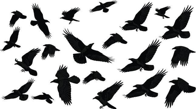 Flying crow silhouettes collection, black raven birds in flight poses, isolated wild bird set, dark wings spread illustration
