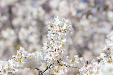 Obraz premium White Cherry Blossom