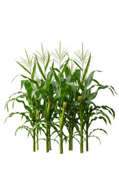Fototapeta premium Lush emerald green corn plants with strong stalks and feathery tassels, rooted in rich dark soil and bright green grass, isolated on a transparent background, concept of agricultural abundance and