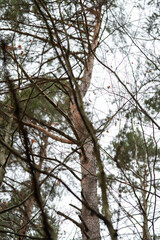 Fototapeta premium Forrest View 28