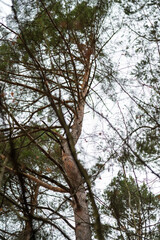 Fototapeta premium Forrest View 27