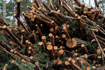Fototapeta premium Forrest View 06