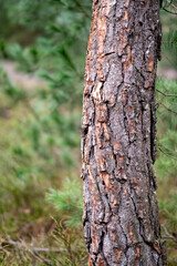 Fototapeta premium Forrest View 05