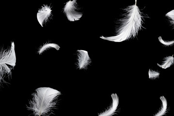 White feather isolated on a black background. © Nikolay