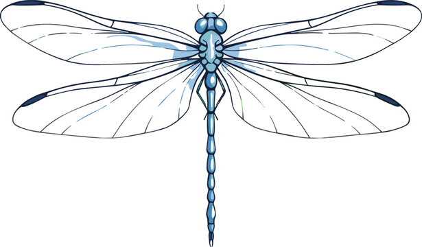 Elegant dragonfly line art illustration with transparent wings, minimalist insect vector design isolated on white background for nature, wildlife, tattoo, logo, and decorative graphics