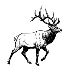 Obraz premium Black and white illustration of a fish swimming with water splashes 