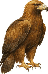 Watercolor vector realistic illustration of a golden eagle