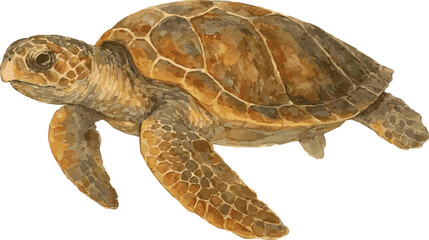 Fototapeta premium Watercolor vector realistic illustration of a Loggerhead sea turtle