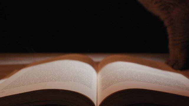 An open book rests on a wooden table with smoke rising as a cat walks past in the dark background. Concept of magic spells, mystery, Halloween atmosphere, and ancient knowledge.