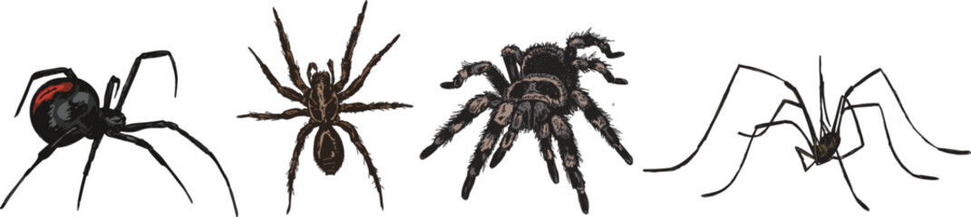 Set of spider illustrations in vector with clear background, Halloween graphics with tarantula and black widow © HootDesignStudio