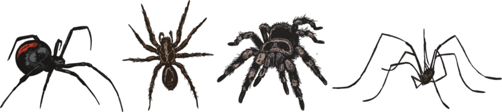 Set of spider illustrations in vector with clear background, Halloween graphics with tarantula and black widow