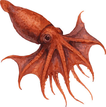 Watercolor vector realistic illustration of a vampire squid