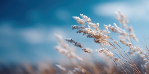 Naklejka premium Pale grass closeup blue sky drift with frosty tones and delicate seed plumes blowing across a cool autumn landscape