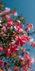 Obraz premium Delicate pink hibiscus blossoms against turquoise sky, soft sunlit petals and green leaves in shallow depth of field