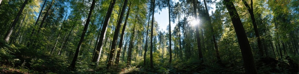 Fototapeta premium Sunlit tall forest with shafts of light piercing green canopy and dense undergrowth on a bright morning