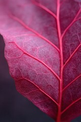 Fototapeta premium Close macro of a deep pink leaf edge with prominent veins and translucent texture against a soft dark background revealing delicate cellular patterns