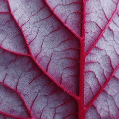 Fototapeta premium Macro closeup of red leaf veins showing intricate network texture and fine cellular pattern in high detail