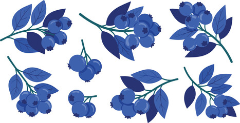 Blueberry branches vector set. Fresh berry clusters with leaves in flat style. Organic blueberry elements for healthy food design, farm packaging and natural product branding. © HELEN QUEEN